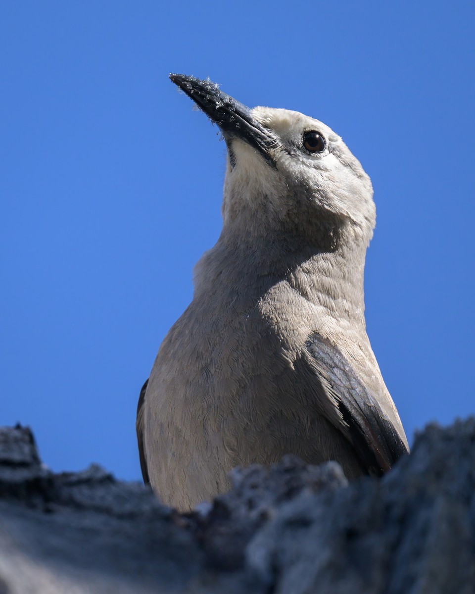 Clark's Nutcracker - Sean Crockett