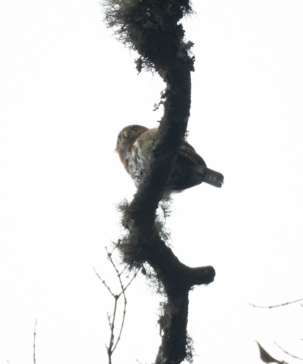 Northern Pygmy-Owl (Guatemalan) - ML619114106