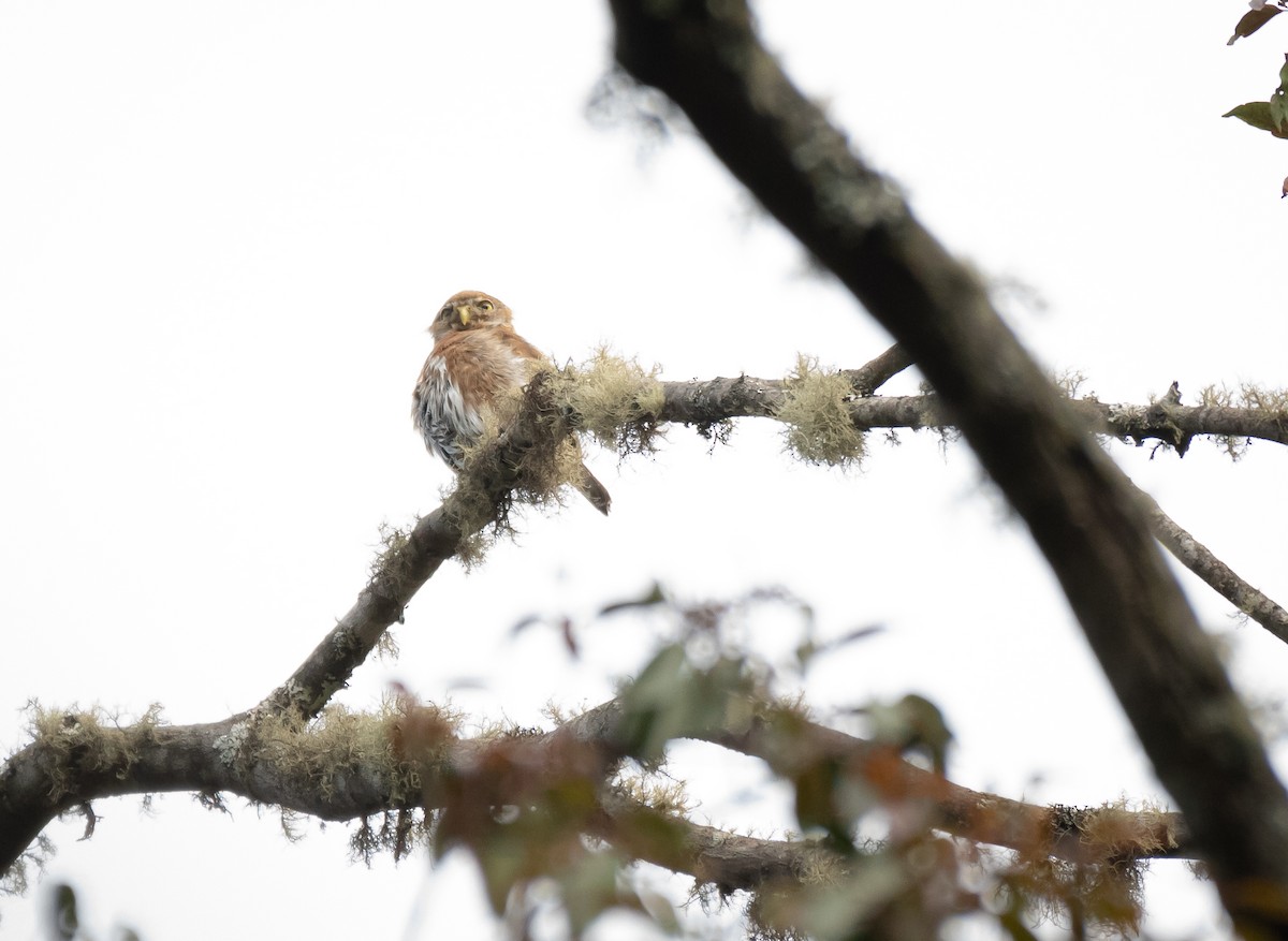 Northern Pygmy-Owl (Guatemalan) - ML619114108