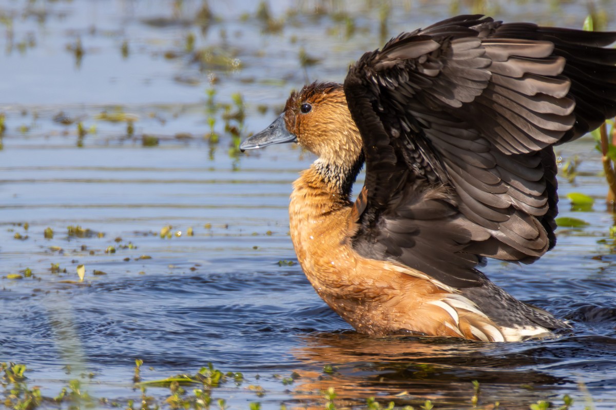 Fulvous Whistling-Duck - ML619114110