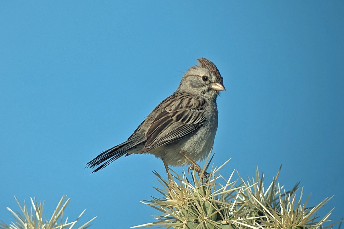 Rufous-winged Sparrow - Richard Fray