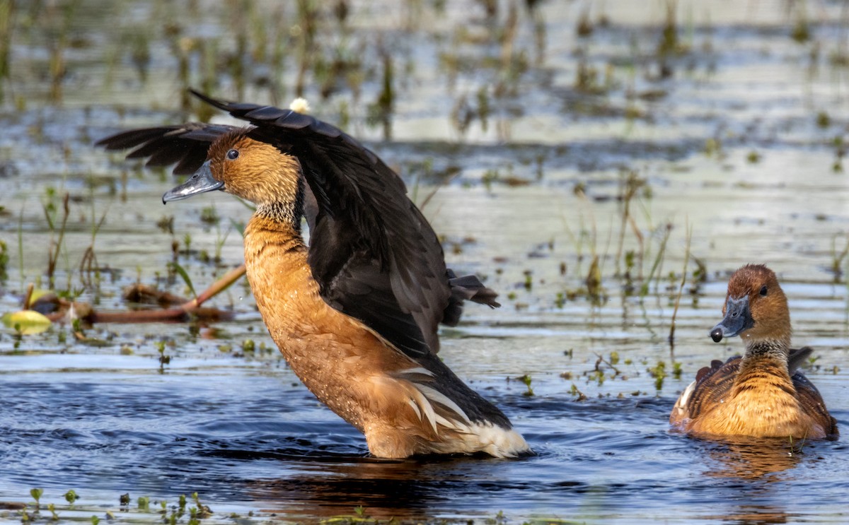 Fulvous Whistling-Duck - Daniel Griffith