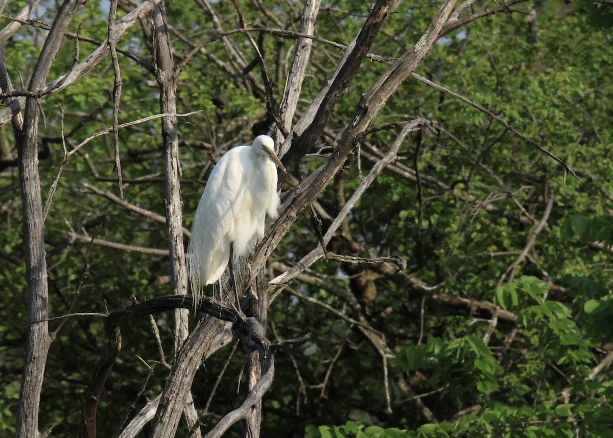 Great Egret - ML619114134