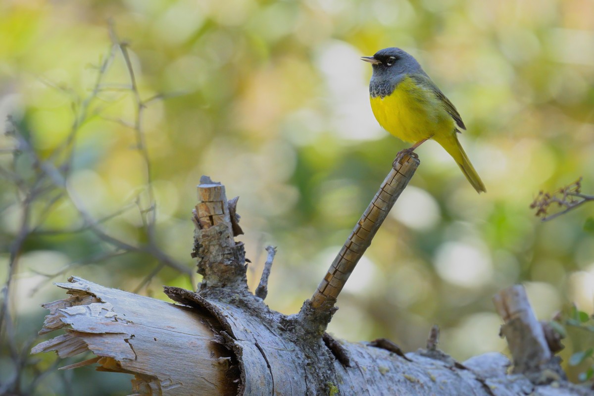 MacGillivray's Warbler - ML619114136