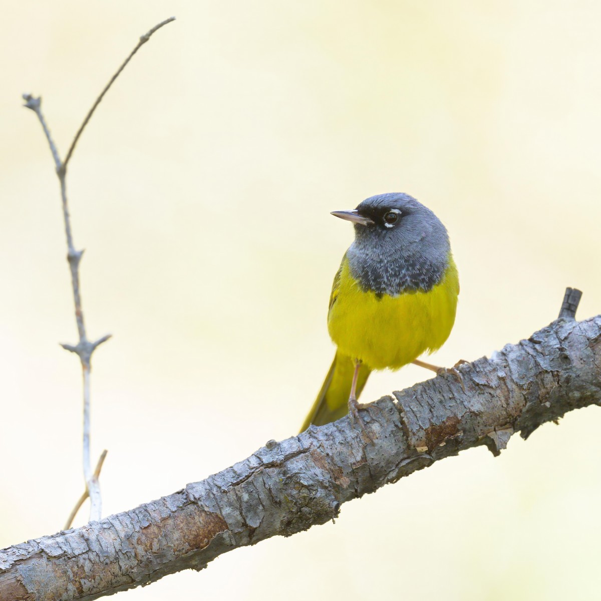 MacGillivray's Warbler - ML619114139