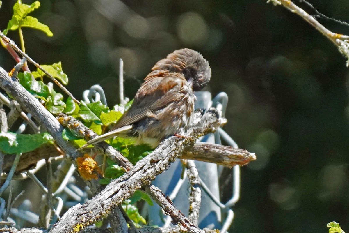 Dark-eyed Junco - Susan Iannucci