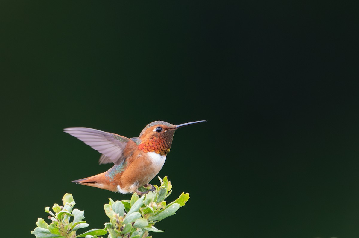 Allen's Hummingbird - Herb Elliott