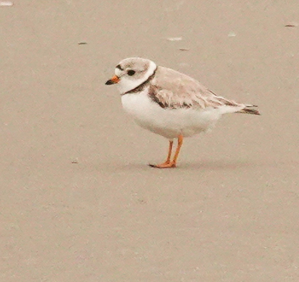 Piping Plover - Kathleen Horn