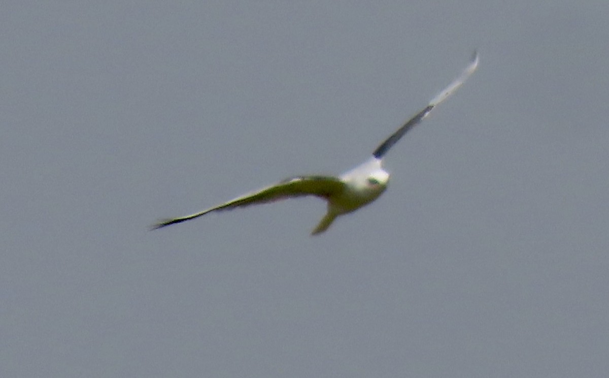 White-tailed Kite - David Trissel