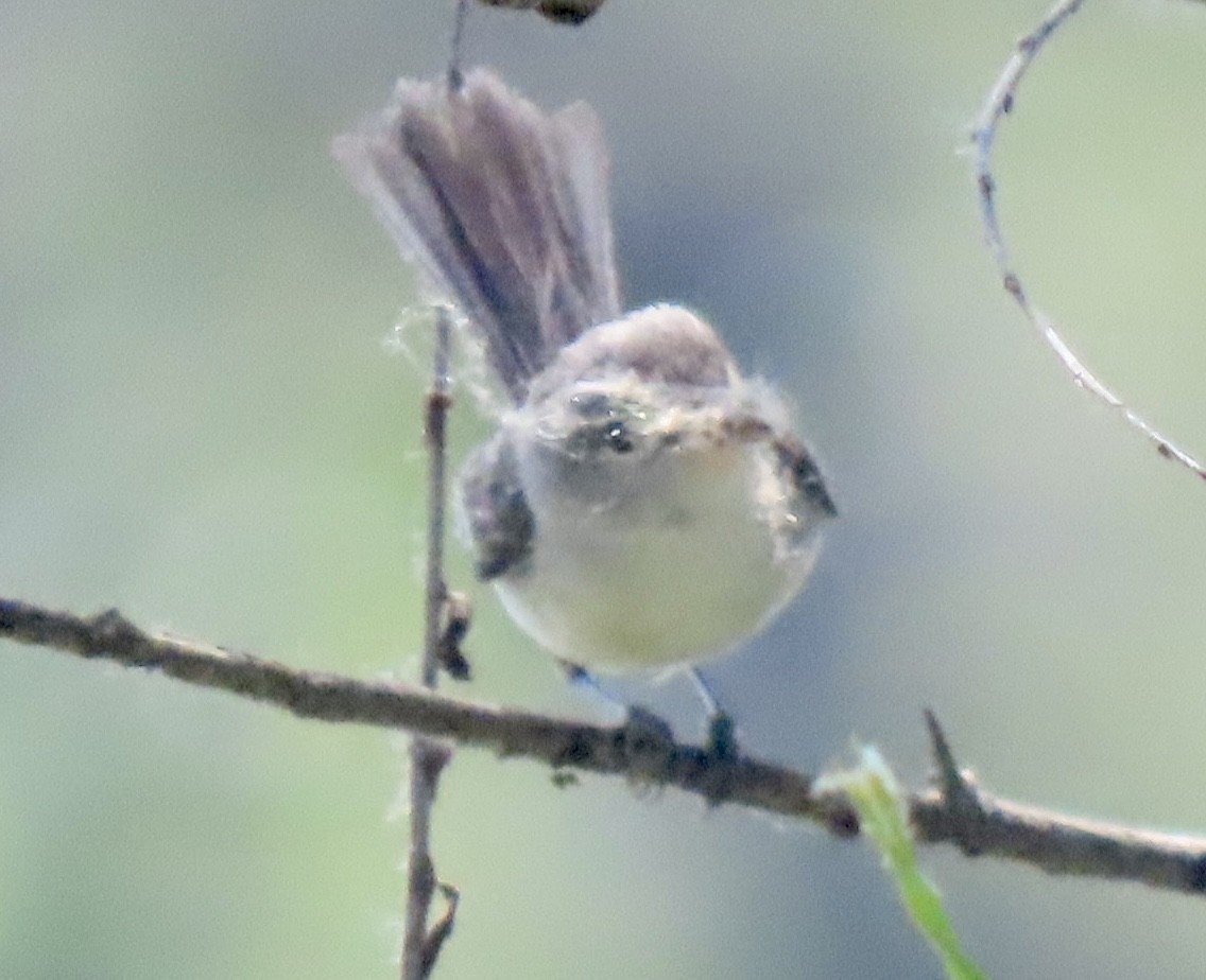 Bell's Vireo - David Trissel