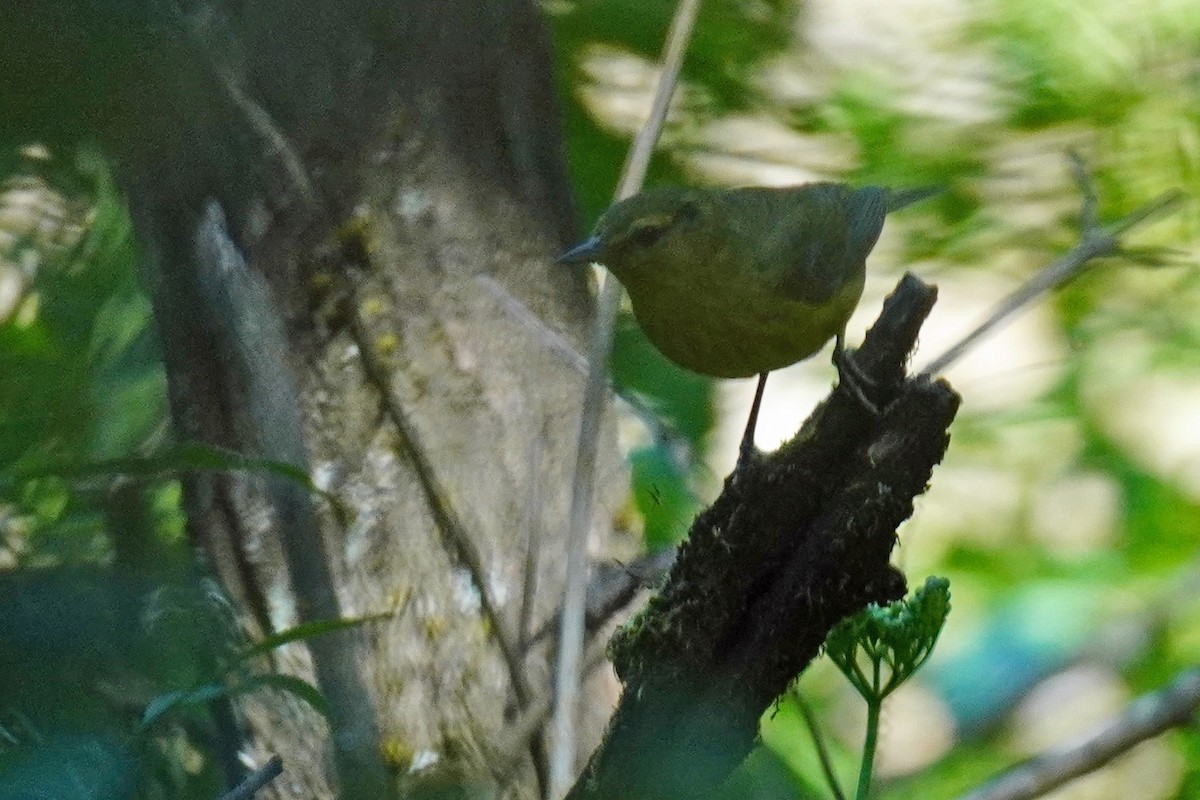 Orange-crowned Warbler - Susan Iannucci