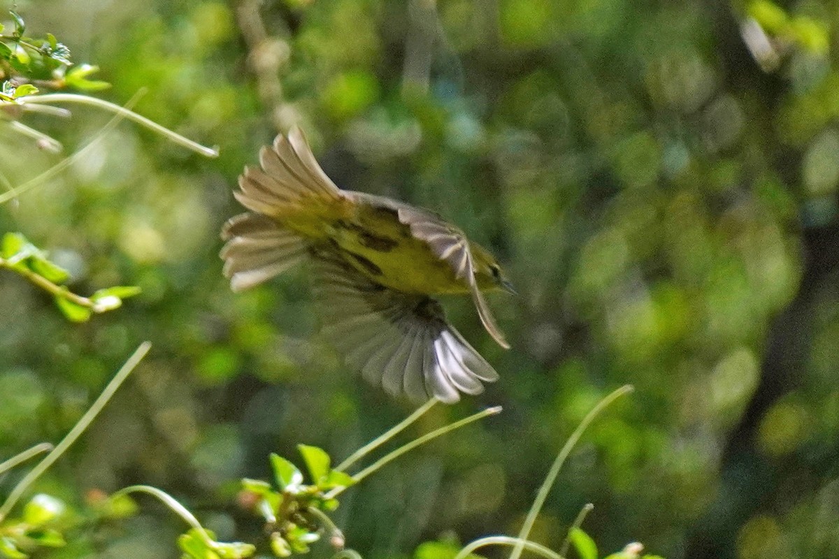 Orange-crowned Warbler - Susan Iannucci