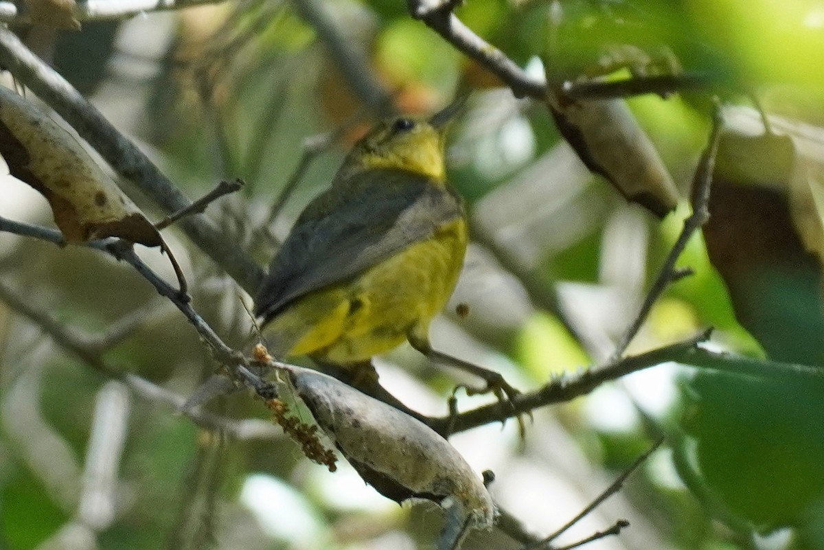 Orange-crowned Warbler - Susan Iannucci