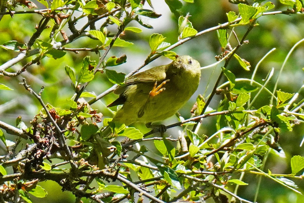 Orange-crowned Warbler - Susan Iannucci