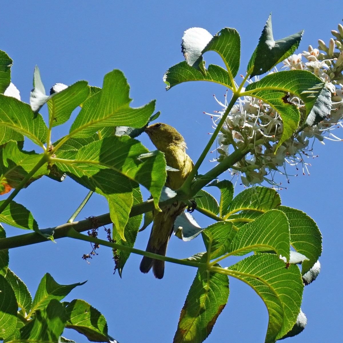 Orange-crowned Warbler - Susan Iannucci