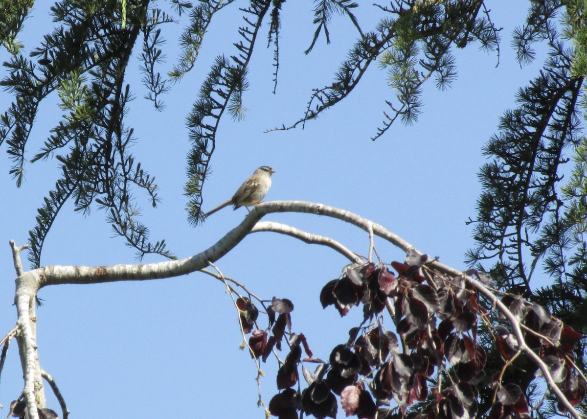 White-crowned Sparrow - Gretchen Johnson