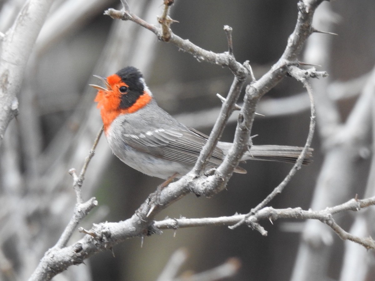 Red-faced Warbler - Brian Johnson