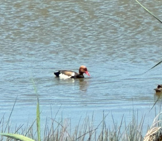 Red-crested Pochard - Phil Kowalski