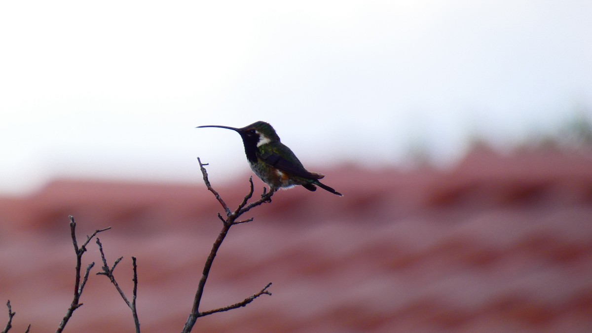 Lucifer Hummingbird - Jan Michalak