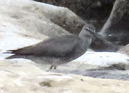 Wandering Tattler - David Trissel