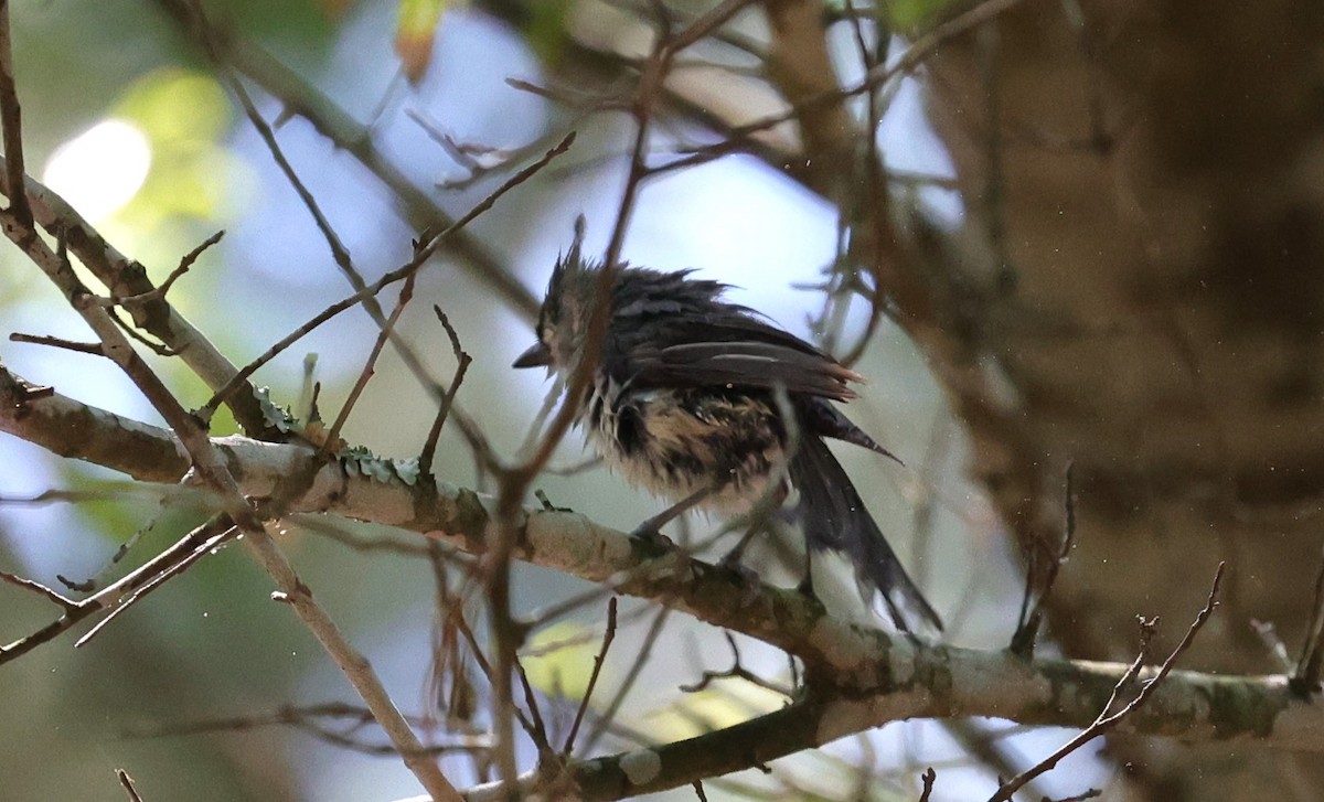 Tufted Titmouse - ML619114298