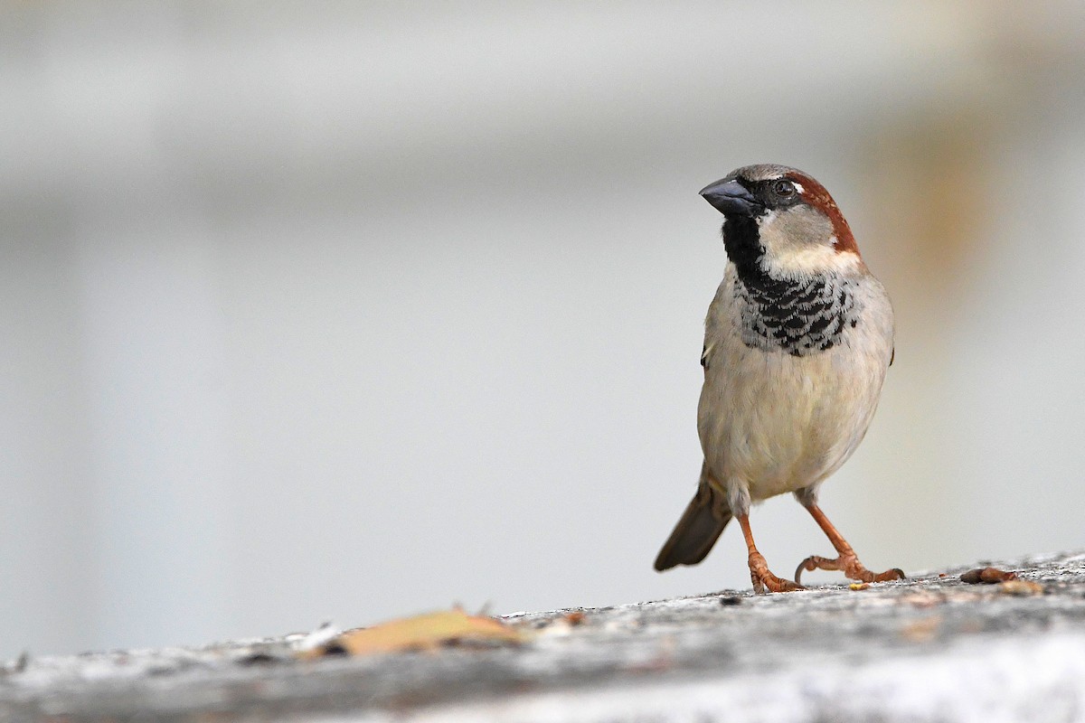 House Sparrow - Ari Weiss