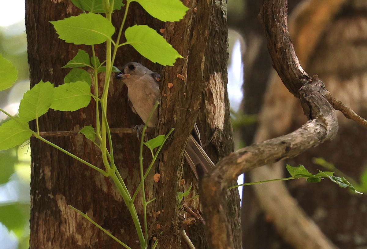 Tufted Titmouse - ML619114333