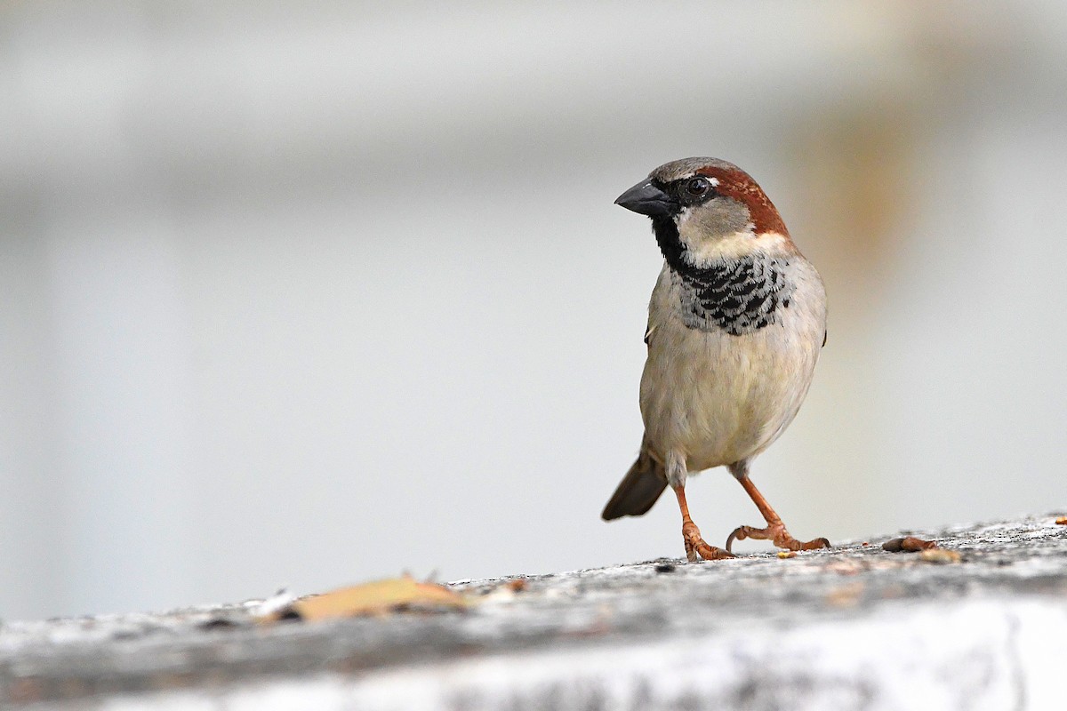 House Sparrow - Ari Weiss