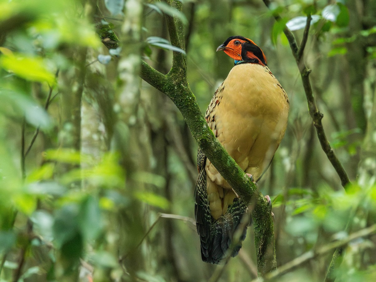 Cabot's Tragopan - ML619114371