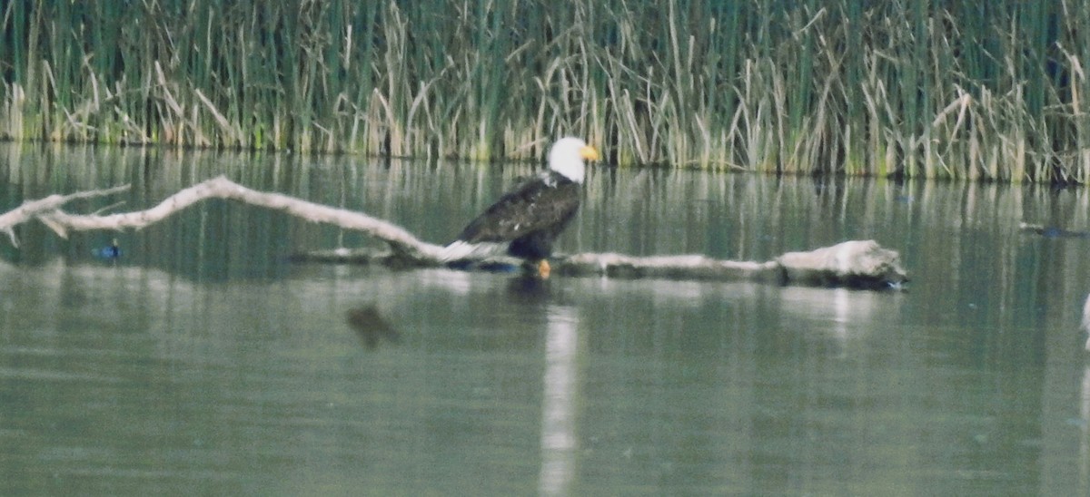 Bald Eagle - Elke Davis