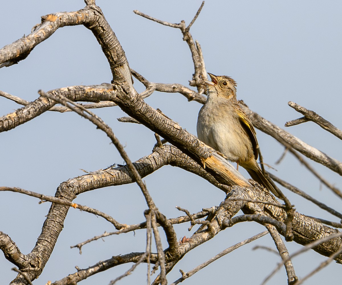 Cassin's Sparrow - ML619114379