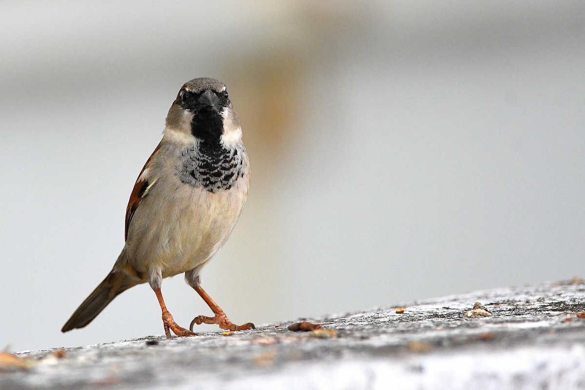 House Sparrow - Ari Weiss