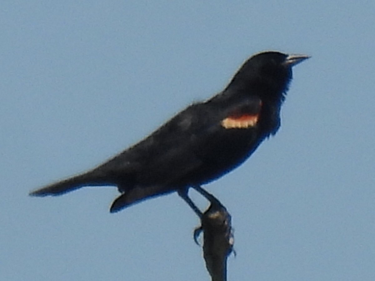 Red-winged Blackbird - Marie Asscherick