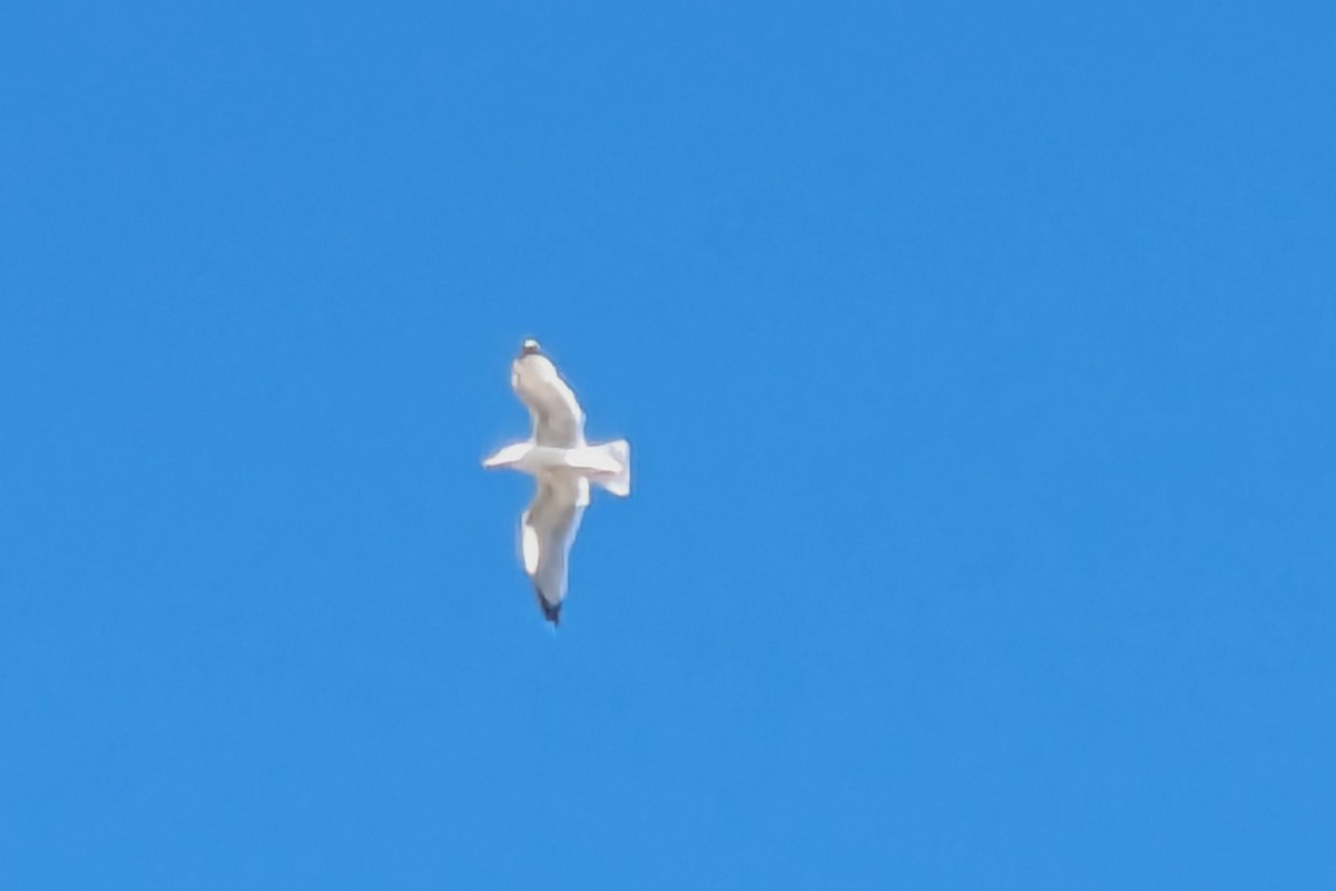 European Herring Gull - Michael Louey