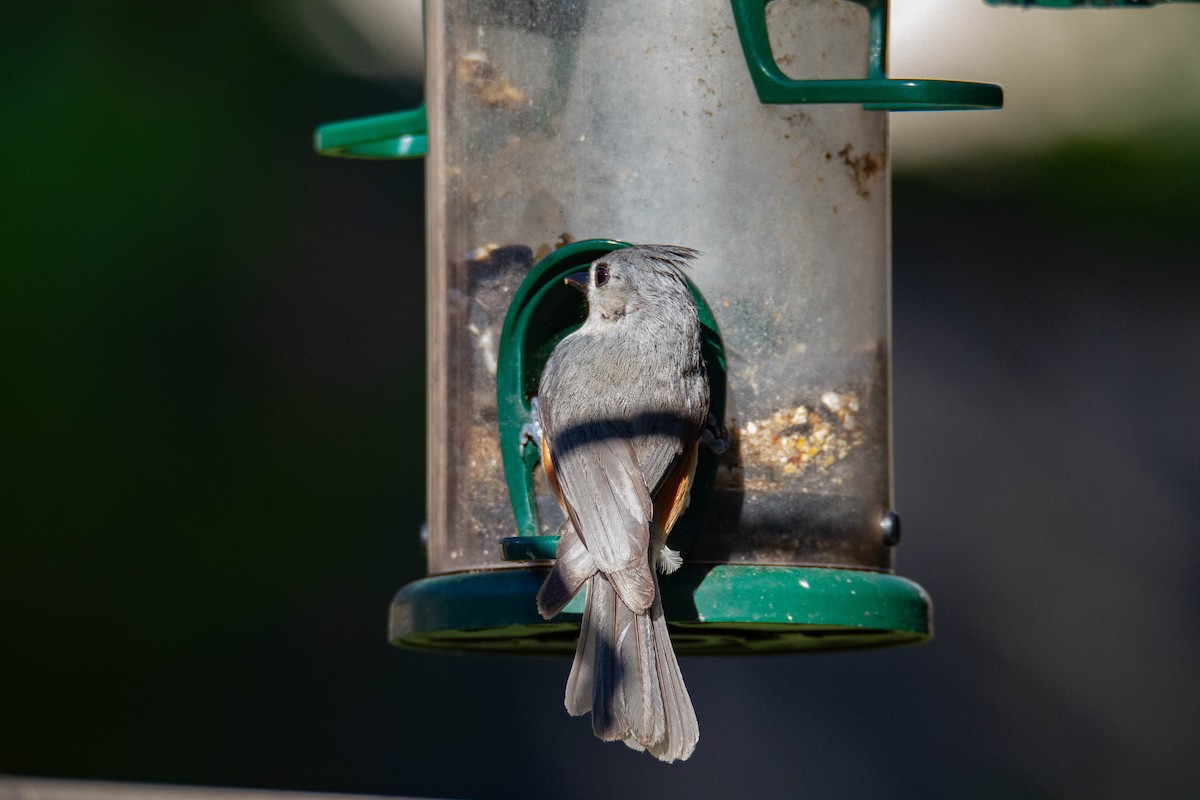 Tufted Titmouse - Terry Woodward