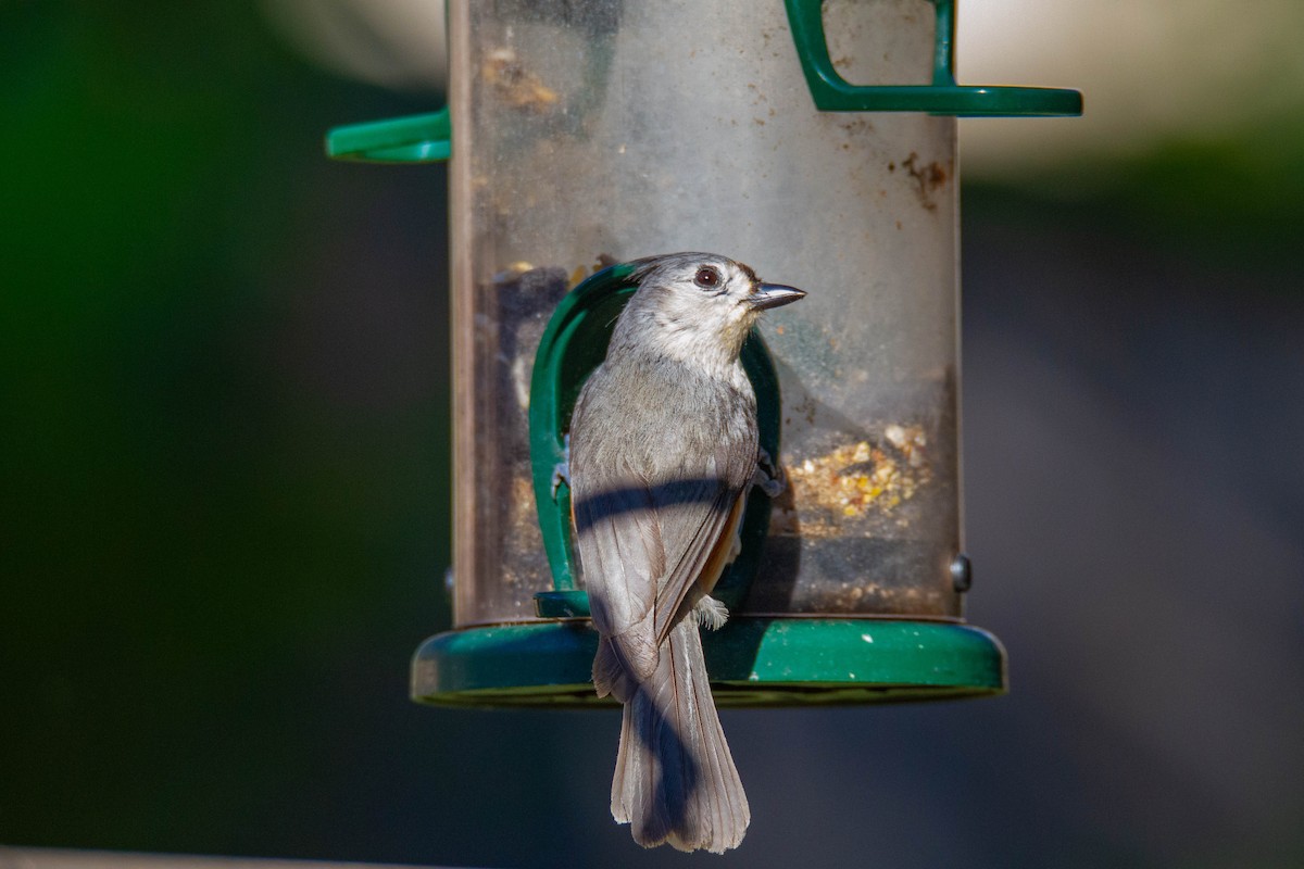 Tufted Titmouse - Terry Woodward