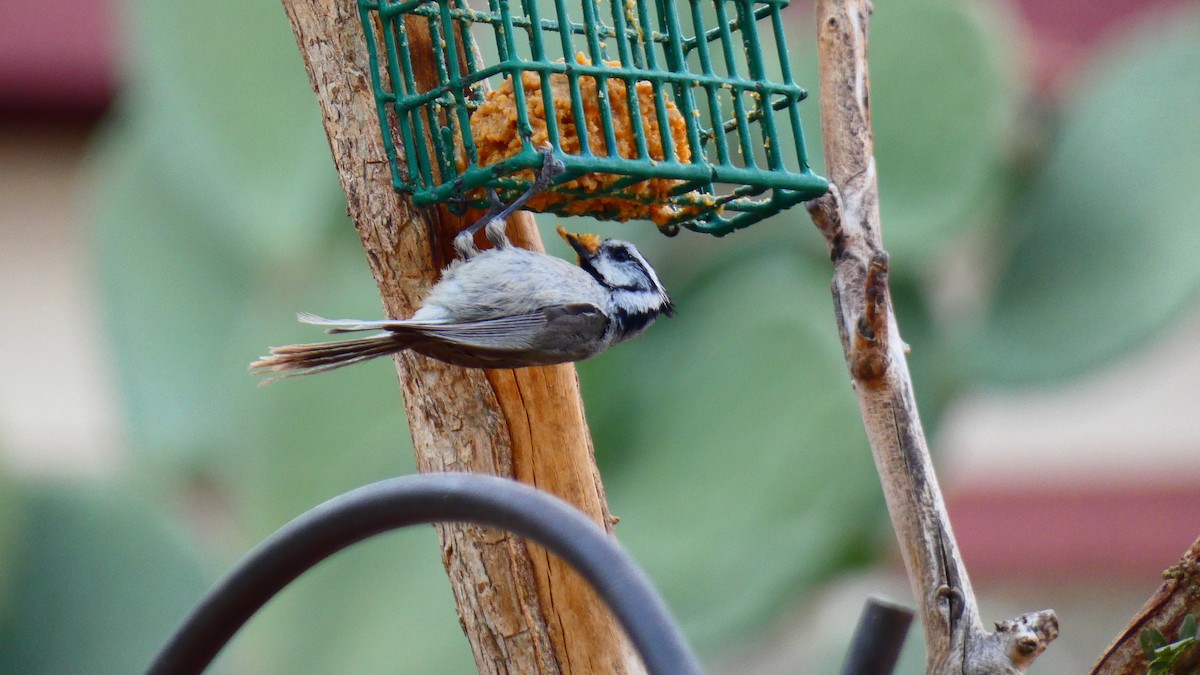 Bridled Titmouse - Jan Michalak