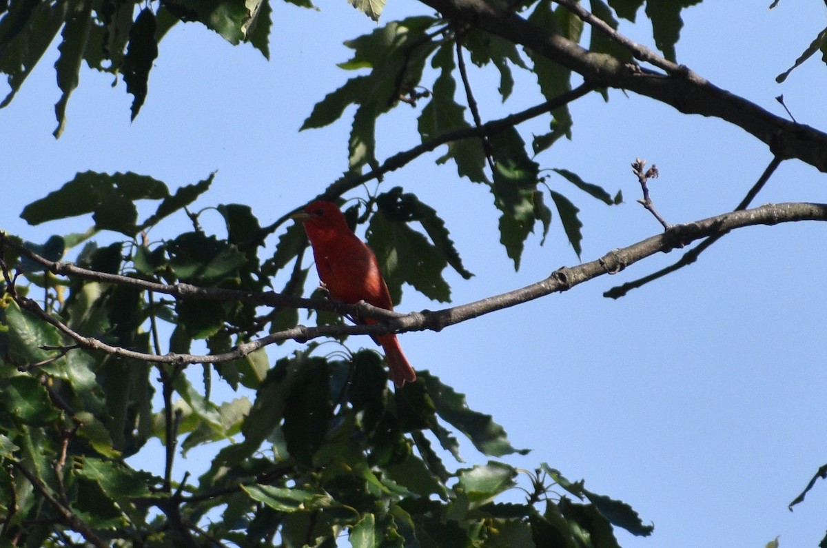 Summer Tanager - Siva Gopalnarayanan