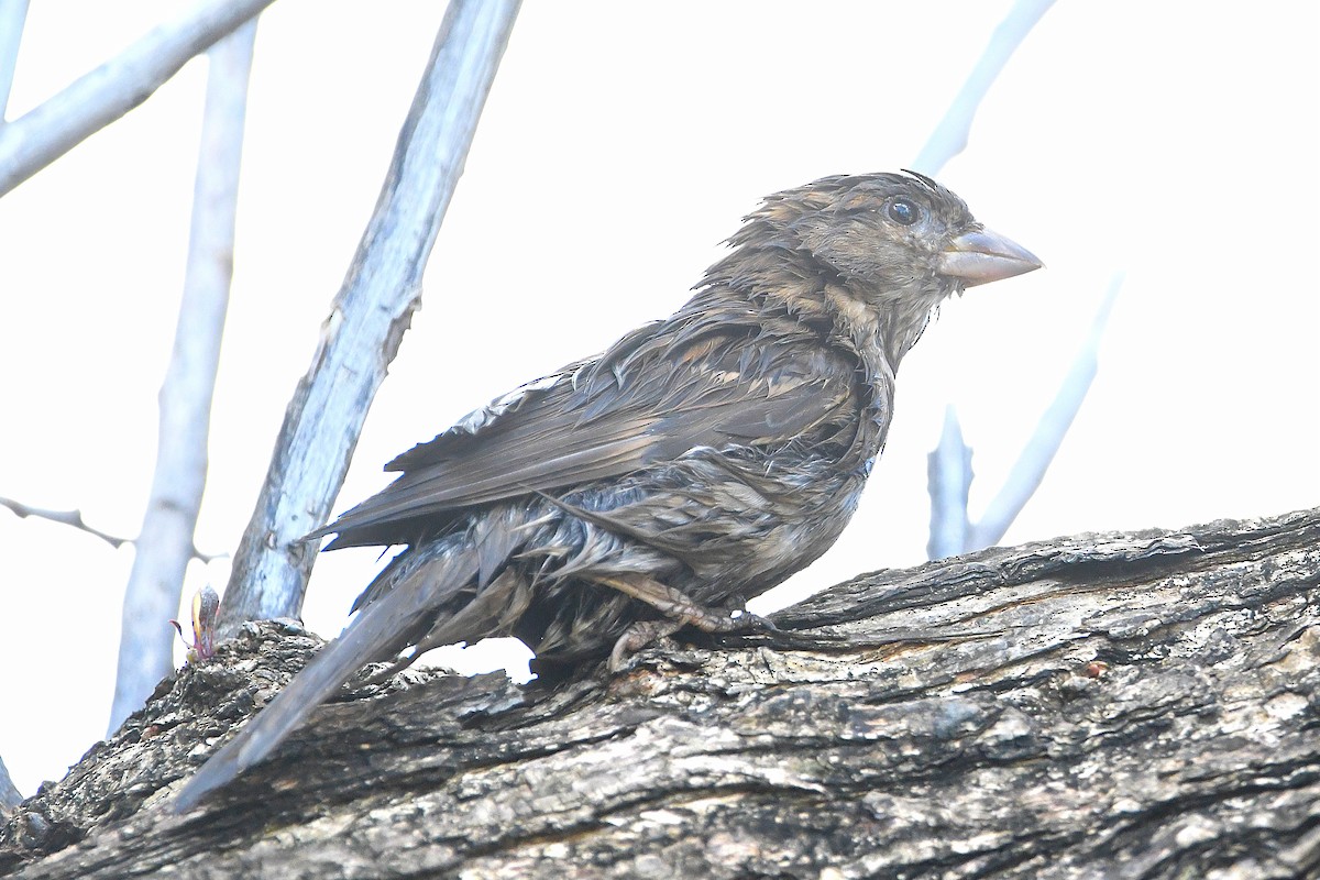 House Sparrow - Ari Weiss