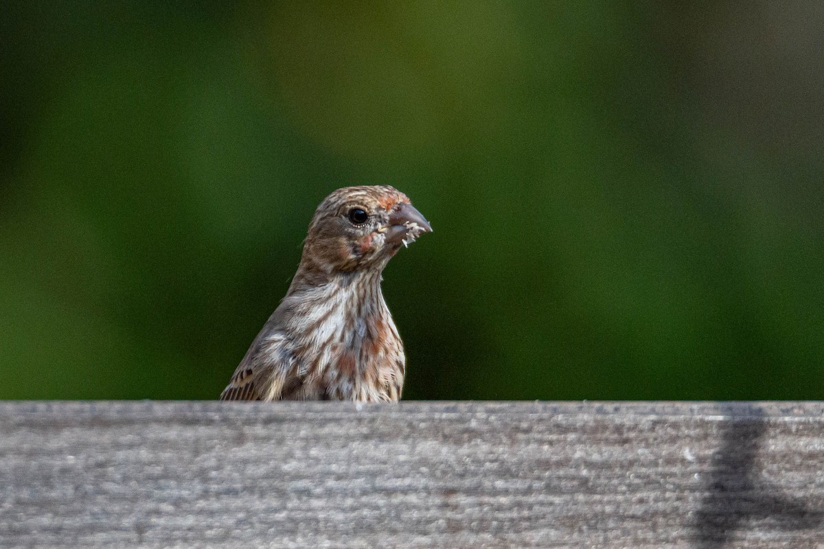 House Finch - Terry Woodward