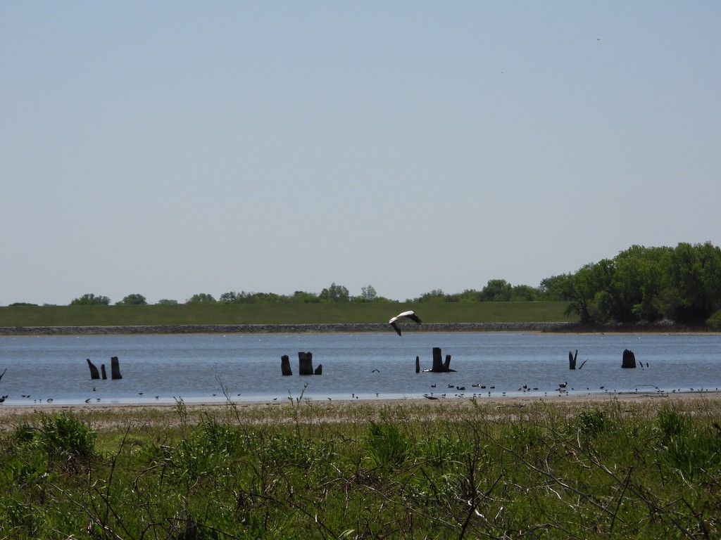 American White Pelican - ML619114459