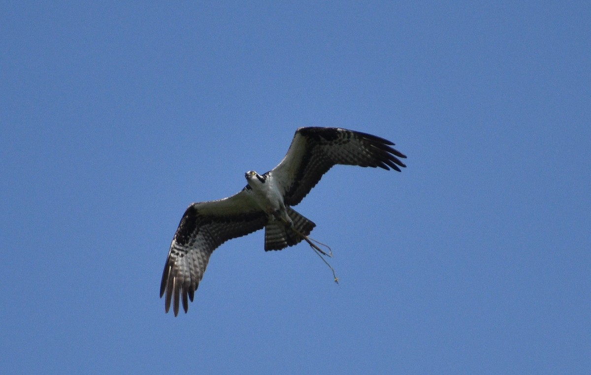 Osprey - Siva Gopalnarayanan