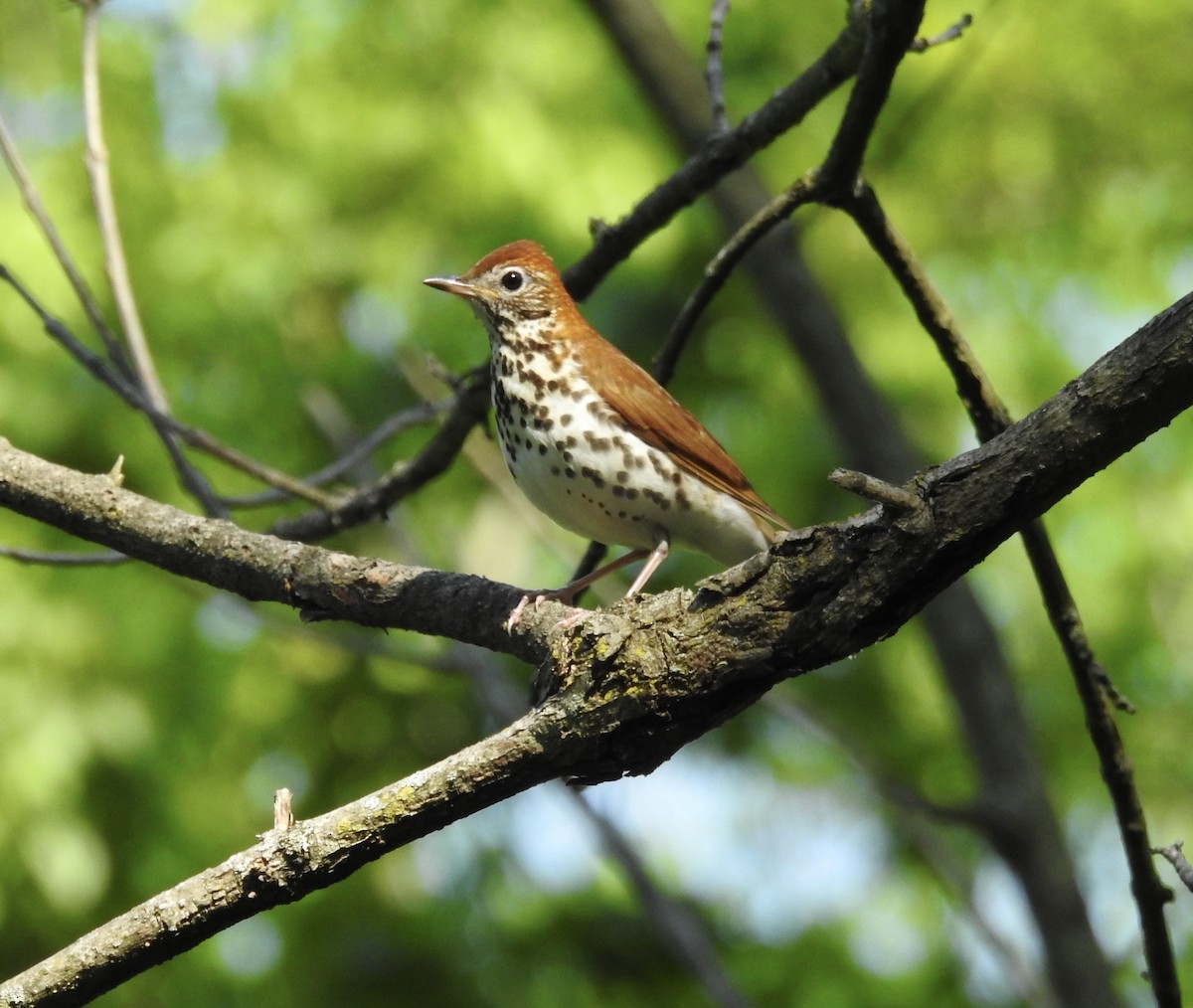 Wood Thrush - Robert Mills