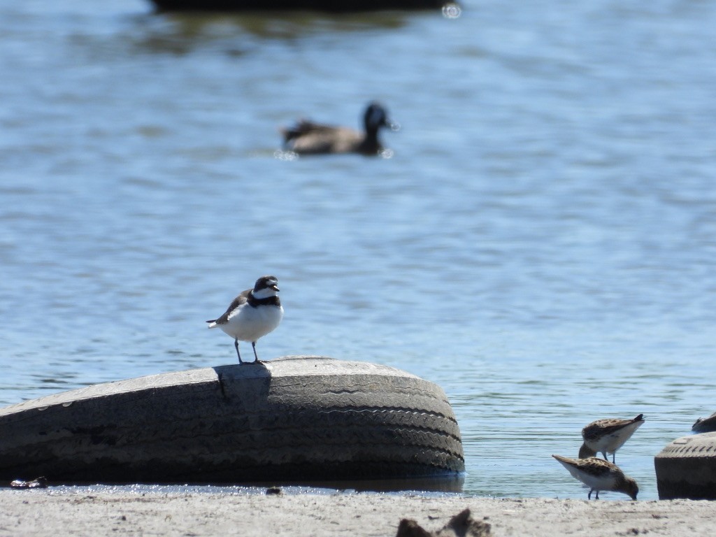 Semipalmated Plover - ML619114474