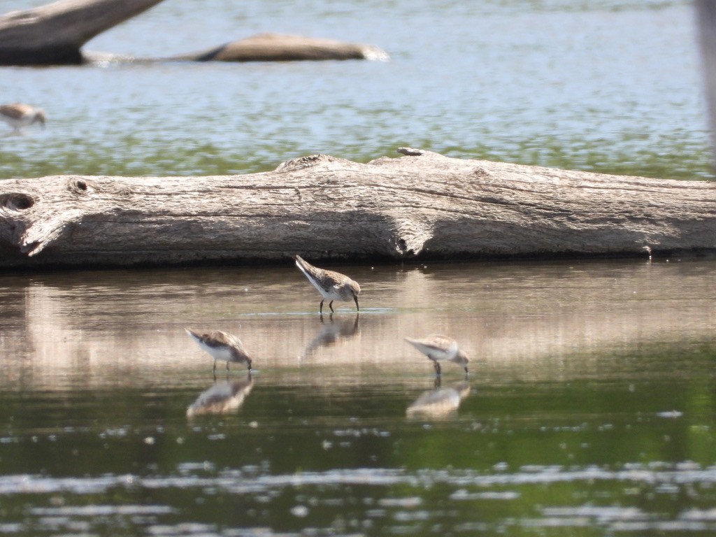 Baird's Sandpiper - Monica Rose