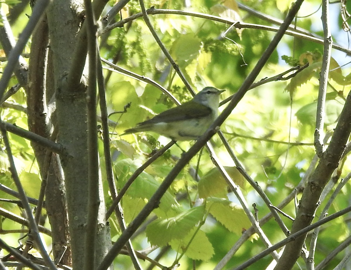 Tennessee Warbler - Robert Mills