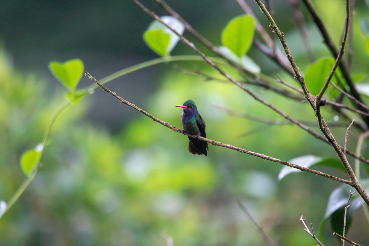 Blue-throated Goldentail - ML619114505