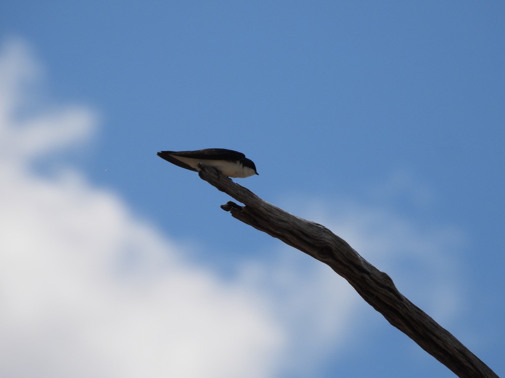 Tree Swallow - ML619114518