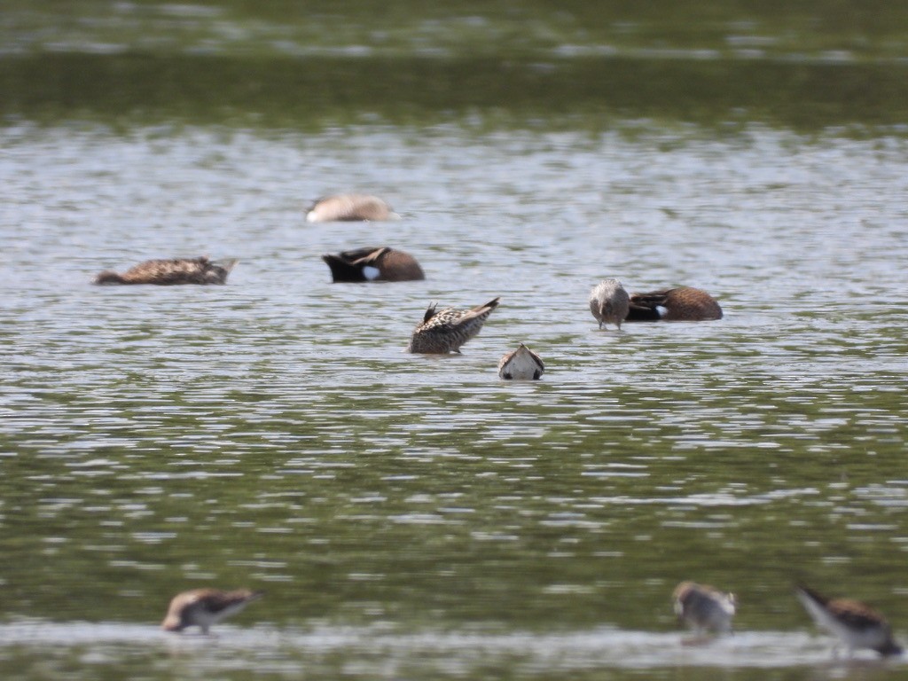 Blue-winged Teal - ML619114524