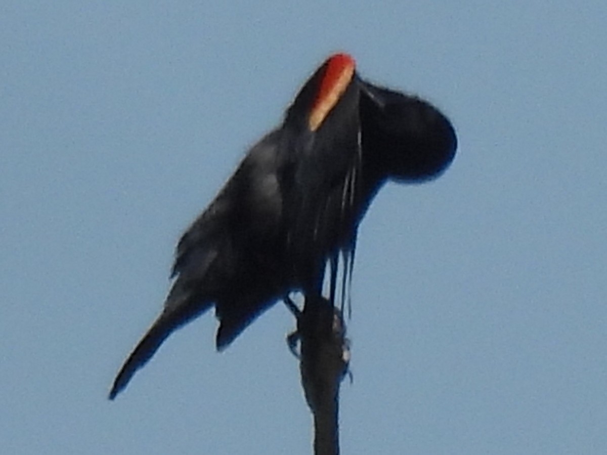 Red-winged Blackbird - Marie Asscherick